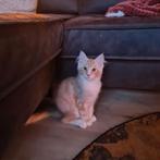 Laatste Maine Coon kitten rood katertje beschikbaar, Dieren en Toebehoren, Katten en Kittens | Raskatten | Langhaar, Meerdere dieren