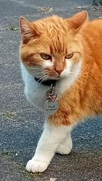 Lieve poes (6 jaar), Dieren en Toebehoren, Poes, Gechipt, 6 jaar of ouder