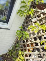 Blauwe regen (klim plant), Tuin en Terras, Planten | Tuinplanten, Ophalen, Volle zon, Vaste plant, Klimplanten