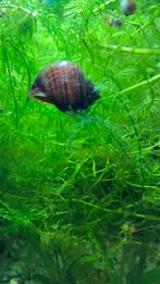 Reuze appelslakken kleintjes, Slak of Weekdier