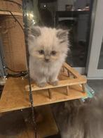 Brits langhaar kittens, Dieren en Toebehoren, Katten en Kittens | Raskatten | Korthaar, Meerdere dieren, Ontwormd, 0 tot 2 jaar