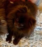 Chocolat Pomeriaan dekreu NIET TE KOOP, Dieren en Toebehoren, Reu, 1 tot 2 jaar, Eén hond, Nederland