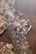 Poecilotheria regalis sub adult unsexed, Dieren en Toebehoren, Insecten en Spinnen, Spin of Schorpioen