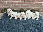 Maltezer pups, Dieren en Toebehoren, Maltezer, CDV (hondenziekte), 8 tot 15 weken, Meerdere