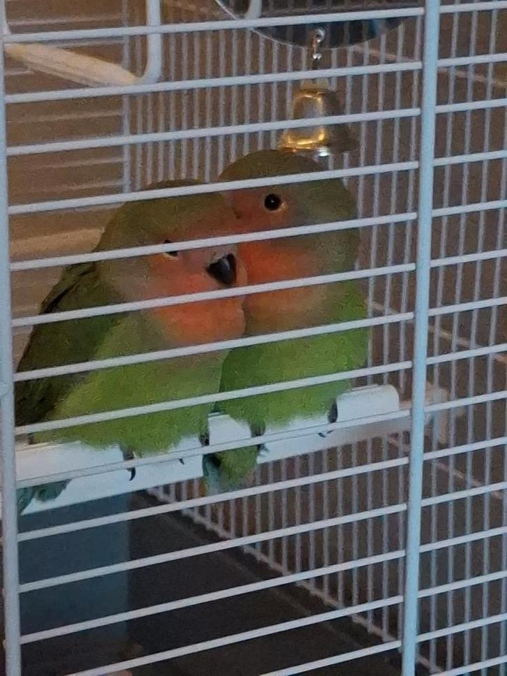 2 agarponissen, Dieren en Toebehoren, Vogels | Kanaries, Zangkanarie