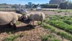 2 rouge dekrammen, Dieren en Toebehoren, Schapen, Geiten en Varkens, Vrouwelijk, Geit