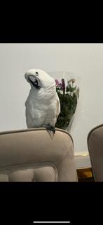 Witte Koefkaketoe (10 jaar) – Gezond – Inclusief Grote Kooi, Dieren en Toebehoren, Mannelijk, Papegaai