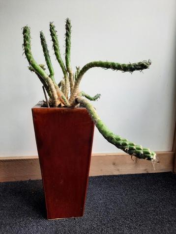 Cactus met pot