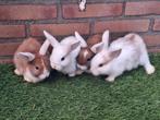 Te koop, dwerghangoor konijntjes konijn dwerg hangoor, Meerdere dieren, Dwerg, Hangoor