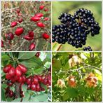 Inheemse eetbare haag 8m, Ophalen of Verzenden, Volle zon