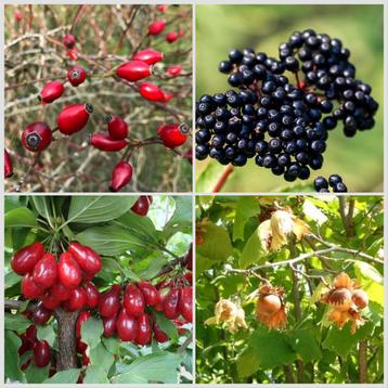 Inheemse eetbare haag 8m beschikbaar voor biedingen