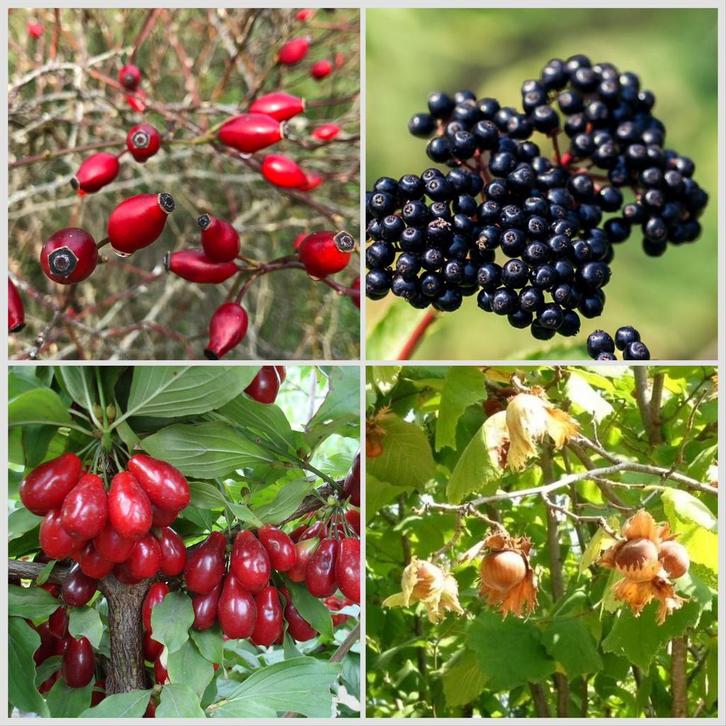 Inheemse eetbare haag 8m, Tuin en Terras, Planten | Tuinplanten, Volle zon, Ophalen of Verzenden