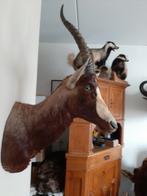 Te koop!  Blesbock Antilope !, Ophalen, Zo goed als nieuw, Beeldje of Figuurtje
