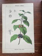 litho Rubiaceae (Coffeae) Kaffeebaum, Coffea arabica, Antiek en Kunst, Kunst | Litho's en Zeefdrukken, Ophalen of Verzenden