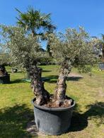 Prachtige oude Olijfboom/Dubbelstam BL-14, Tuin en Terras, Planten | Fruitbomen, Ophalen, Overige soorten, Volle zon, In pot