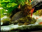 Algeneter   ancistrus longfin, Vis, Zoetwatervis