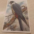 ansichtkaart Boomvalk  naar aquarel van Rein Stuurman, Verzenden, 1960 tot 1980, Gelopen, Natuur