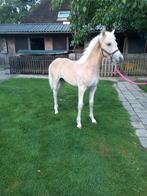 hengst haflinger, Dieren en Toebehoren, Hengst