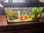 Compleet aquarium met sluierstaartgoudvissen, algeneters en, Dieren en Toebehoren, Ophalen, Gebruikt, Gevuld zoetwateraquarium