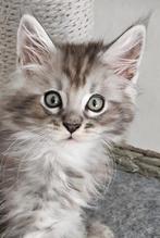 Maine Coon katertjes (geteste ouders), Dieren en Toebehoren, Meerdere dieren