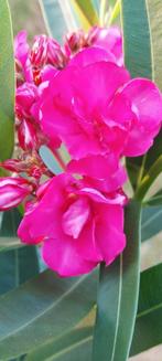 Nerium oleander op stam dubbele roze, Geant des Batailles., Ophalen of Verzenden, Zomer, Overige soorten, Halfschaduw