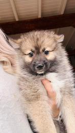 Stamboom pomsky pup’s met somige blauwe ogen, Dieren en Toebehoren, Honden | Poolhonden, Keeshonden en Oertypen, Nederland, Rabiës (hondsdolheid)