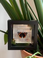 Taxidermy vlinder, Huis en Inrichting, Woonaccessoires | Lijsten, Minder dan 50 cm, Ophalen of Verzenden, Zo goed als nieuw, Hout