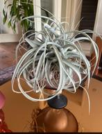 Tillandsia Xerographica, Ophalen of Verzenden, Halfschaduw, Minder dan 100 cm