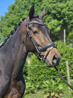 4 jarige Livius merrie, Dieren en Toebehoren, Merrie, Gechipt, Dressuurpaard, Zadelmak