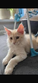 Maine coon kittens met stamboom, Dieren en Toebehoren, Kater, Met stamboom