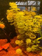 Aquariumplant, Ophalen, Plant(en), Steen of Hout