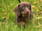 Prachtig nestje kaninchen kortharige teckel puppies geboren, Parvo, Reu, 8 tot 15 weken, Korthaar