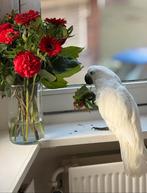 Tamme witkuif kaketoe papegaai 1 jaar met kooi, Vrouwelijk, Papegaai, Geringd