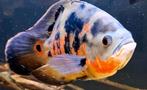 Koppel red tiger pauwoog cichlide., Dieren en Toebehoren, Vissen | Aquariumvissen, Vis