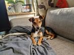 Te koop hondje 8 maanden, Dieren en Toebehoren, België, Parvo, Particulier, Reu