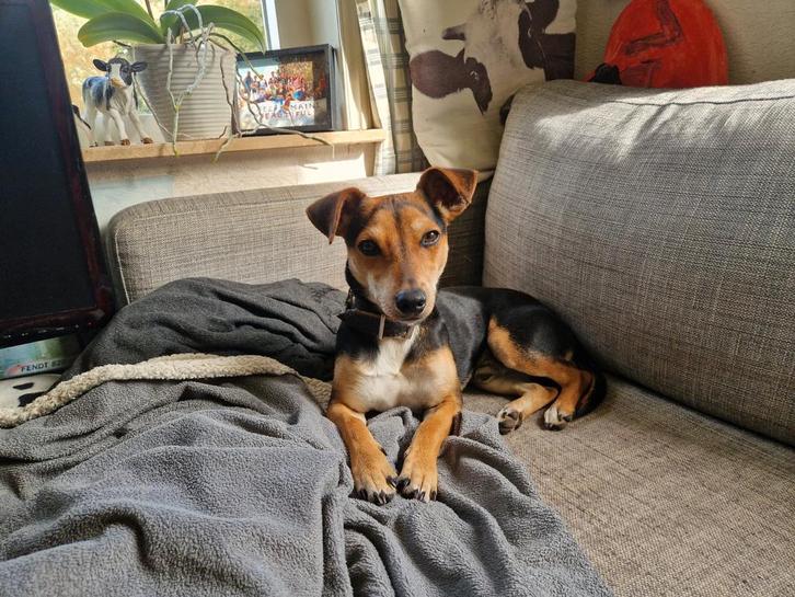 Te koop hondje 8 maanden, Dieren en Toebehoren, Honden | Jack Russells en Terriërs, Reu, Jack Russell Terriër, Particulier, Eén hond