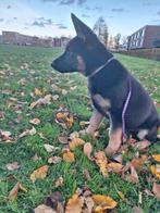 Duitse herder pup (werklijn), CDV (hondenziekte), 8 tot 15 weken, Teef, Eén hond