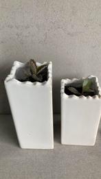 Mother of thousands / bommenwerper, Huis en Inrichting, Kamerplanten, Ophalen, Vetplant, Halfschaduw, In pot