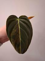Philodendron Melanochrysum Variegata #2, Huis en Inrichting, Kamerplanten, Ophalen of Verzenden, Overige soorten, Minder dan 100 cm