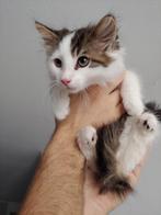 Schattige kittens op zoek naar een liefdevol thuis, Dieren en Toebehoren, Katten en Kittens | Overige Katten, Meerdere dieren