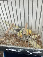 Diverse valkparkieten, Dieren en Toebehoren, Meerdere dieren, Parkiet