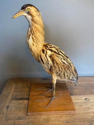 Opgezette roerdomp - watervogel - zeldzaam beschikbaar voor biedingen