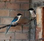 Blauwe eksters, Dieren en Toebehoren, Vogels | Overige Vogels, Meerdere dieren, Tropenvogel, Geringd