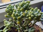Pachyphytum Werdermannii | 3x leaves of this rare succulent, Vetplant, Ophalen of Verzenden, Minder dan 100 cm, Volle zon