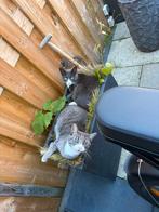 Lilo&Stitch, Dieren en Toebehoren, Katten en Kittens | Overige Katten, Kater