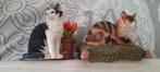 2 beeldjes franciens katten: noortje en zipper, Ophalen of Verzenden, Zo goed als nieuw, Hond of Kat, Beeldje of Figuurtje