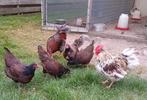 Barnevelder kriel kippen, Dieren en Toebehoren, Pluimvee, Meerdere dieren, Kip