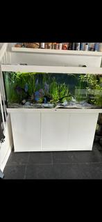 Aquarium, Ophalen, Zo goed als nieuw, Gevuld zoetwateraquarium