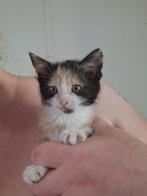 Kittens te koop, Dieren en Toebehoren, Katten en Kittens | Overige Katten, Meerdere dieren, Kortharig, 0 tot 2 jaar