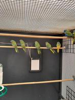 Te Koop Turquoisine parkieten, Dieren en Toebehoren, Vogels | Parkieten en Papegaaien, Meerdere dieren, Parkiet, Geringd